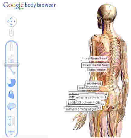 《谷歌人体浏览器》最新版
