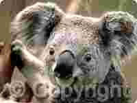 Fotosizer 3.16.0.580-32位