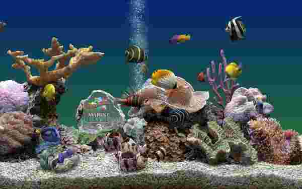 3D热带鱼水族箱屏保电脑版