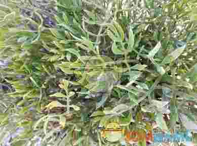 Flora Screensaver(植物屏保)v1.0